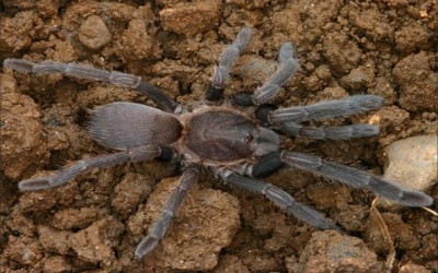 Selenacosmia Crassipes sling tarantula